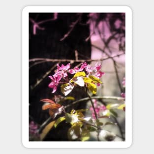 red Malus 'Radiant' crab apple blossoms #5 Sticker